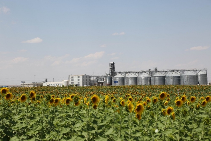 Konya Şeker Ayçiçeği Alım Fiyatlarını Açıkladı