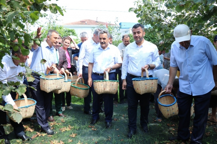 Samsun’da 137 Bin Ton Fındık Rekoltesi Bekleniyor