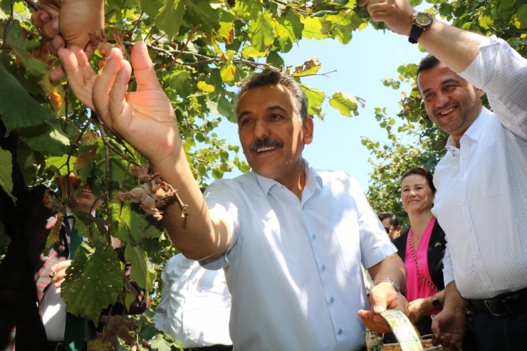 Samsun’da 137 Bin Ton Fındık Rekoltesi Bekleniyor