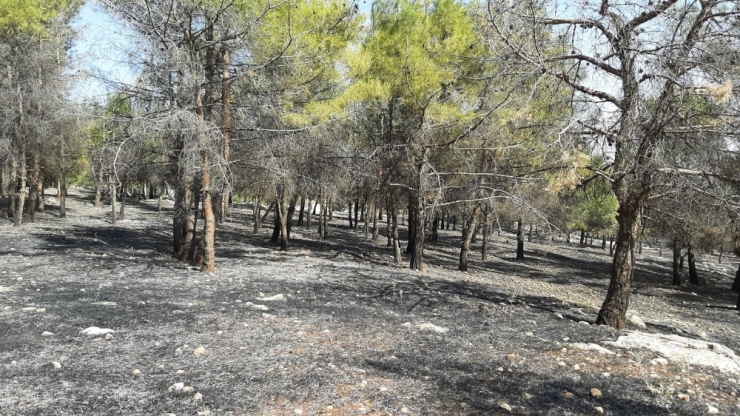 Karadağ Ormanlık Alanda Yangın Paniği