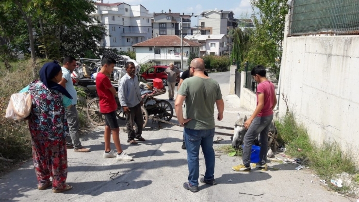 Yaralı Atı Sahibinin Elinden İzne Gelen Jöh Personeli Kurtardı