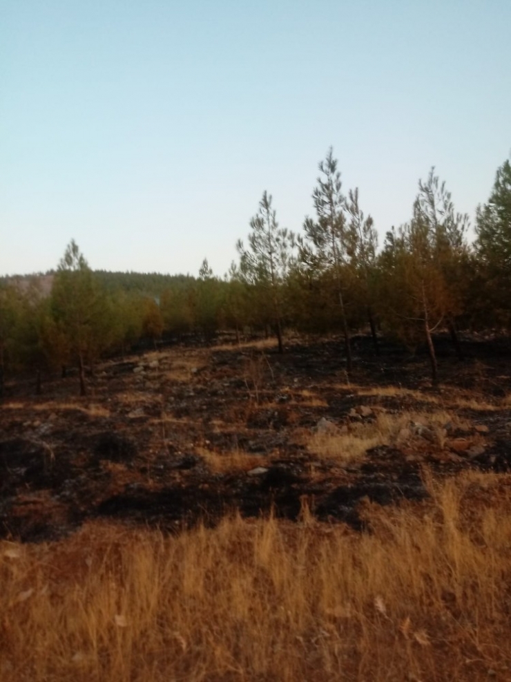 Gaziantep’te Orman Yangını