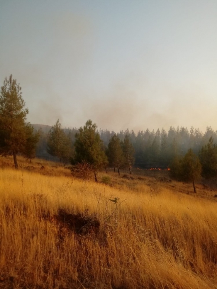 Gaziantep’te Orman Yangını