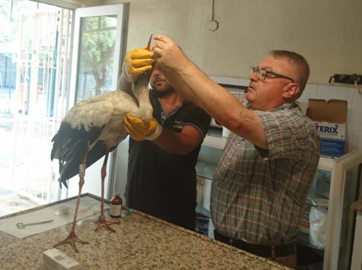 Macaristan’da Halkalanan Leylek Soma’da Ortaya Çıktı