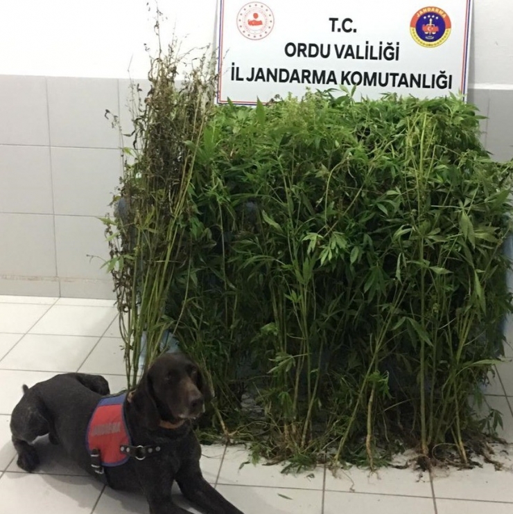Ordu’da 20 Kilo Kubar Esrar Ve 270 Kök Kenevir Ele Geçirildi