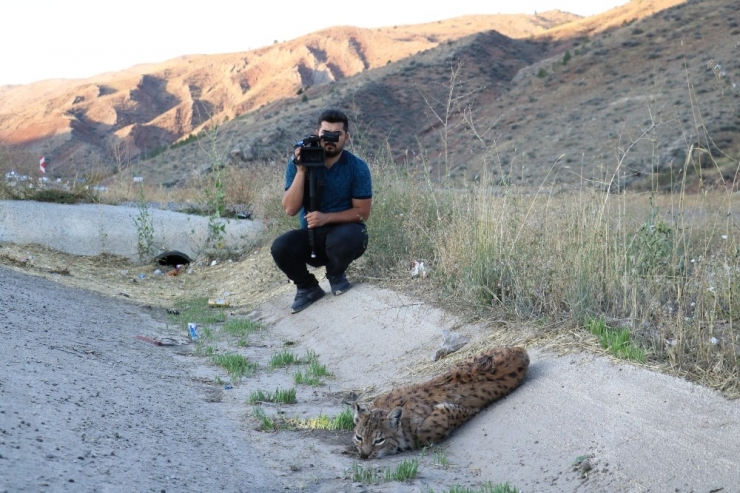 Sivas’ta Koruma Altındaki Vaşağa Otomobil Çarptı