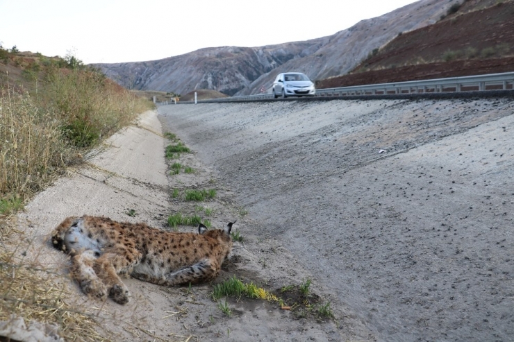Sivas’ta Koruma Altındaki Vaşağa Otomobil Çarptı