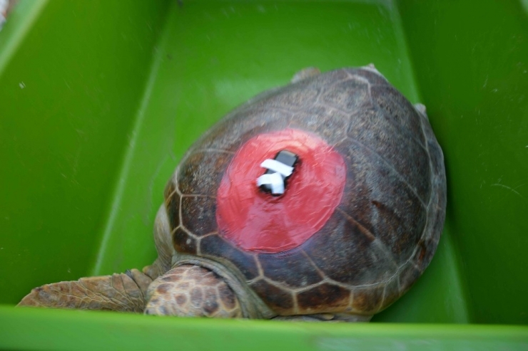 Tedavileri Tamamlanan Caretta Carettalar Denize Bırakıldı