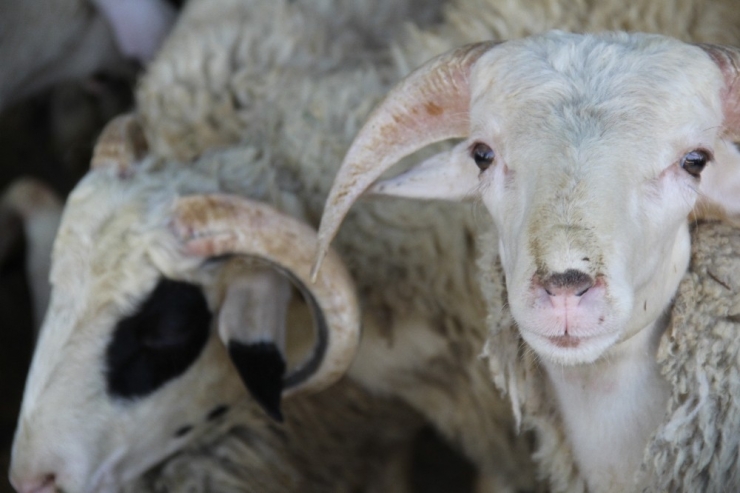 Afyonkarahisar Küçükbaş Hayvan Sayısında Ege’de 1’inci Sırada