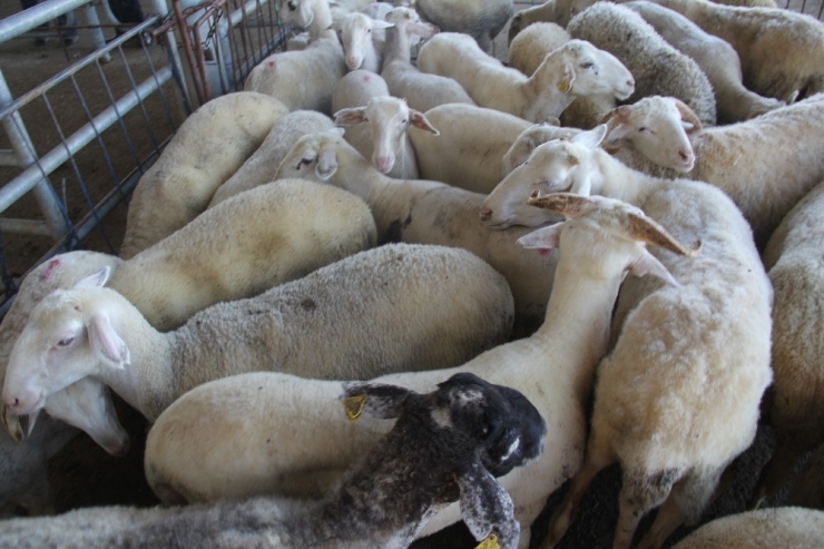 Afyonkarahisar Küçükbaş Hayvan Sayısında Ege’de 1’inci Sırada