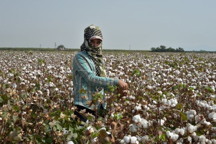 988 Ton Lif Pamuk Üretimi Bekleniyor