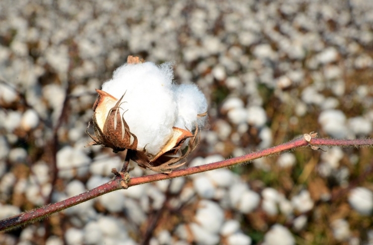 988 Ton Lif Pamuk Üretimi Bekleniyor