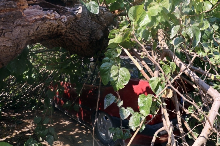 Gölgesine Sığınılan Dut Ağacı, Otomobilin Üzerine Devrildi