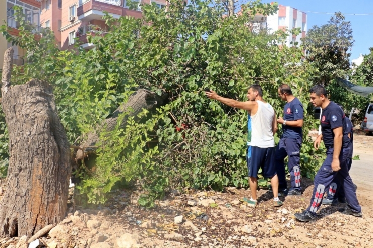 Gölgesine Sığınılan Dut Ağacı, Otomobilin Üzerine Devrildi