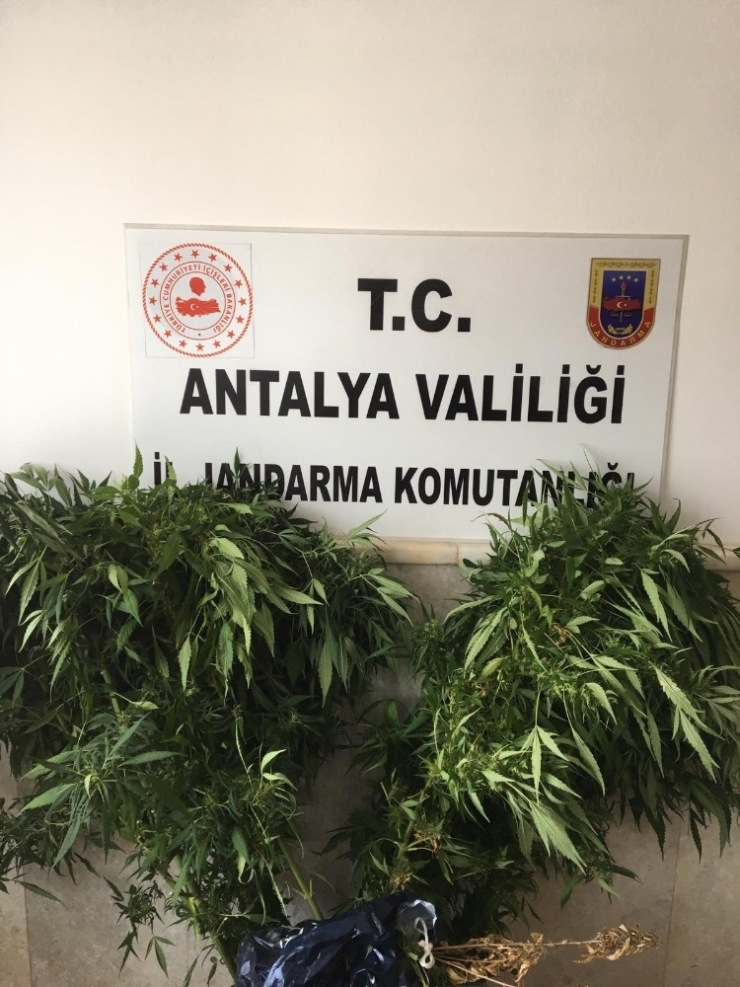 Alanya’da Jandarmadan Uyuşturucu Bitki Yetiştirenlere Baskın
