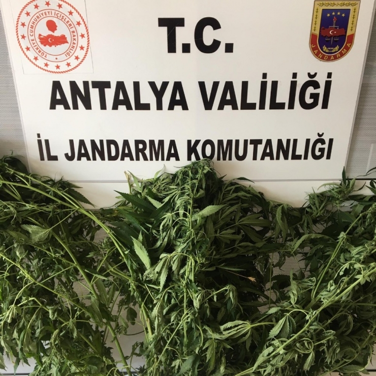 Alanya’da Jandarmadan Uyuşturucu Bitki Yetiştirenlere Baskın