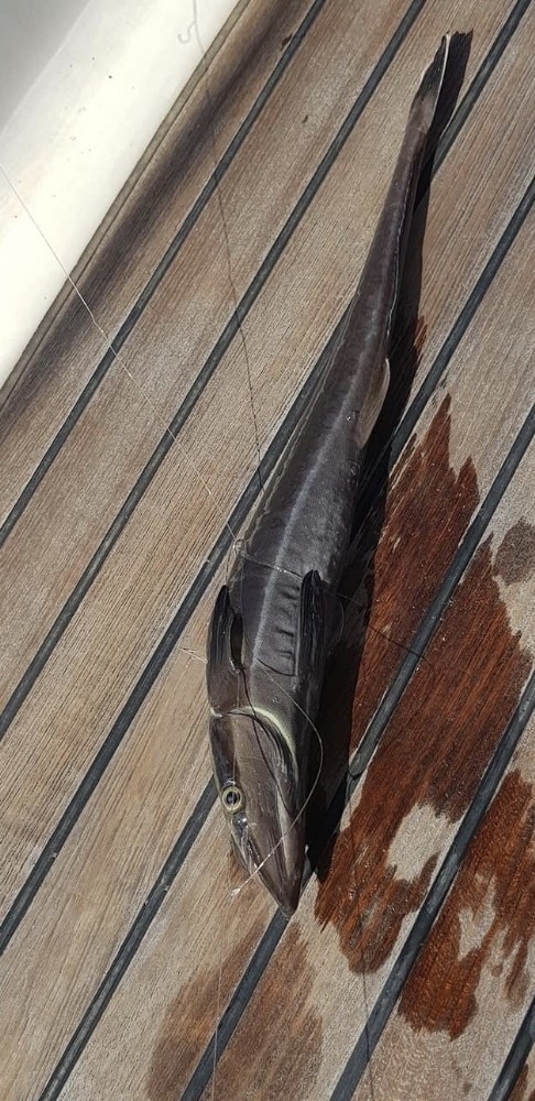 Kaş’ta Vantuz Balığı Yakalandı