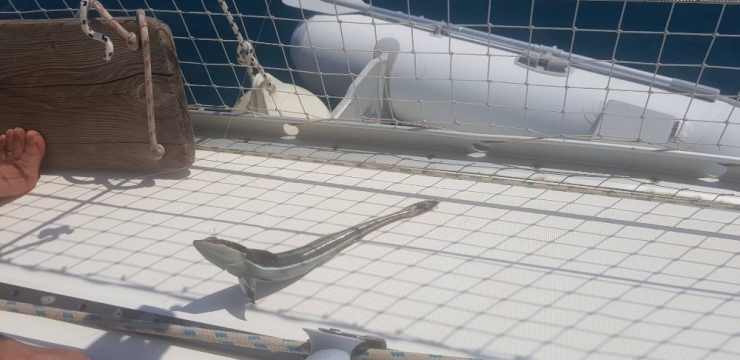 Kaş’ta Vantuz Balığı Yakalandı