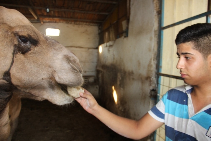 Lise Öğrencisi Tatilini Develere Ayırdı