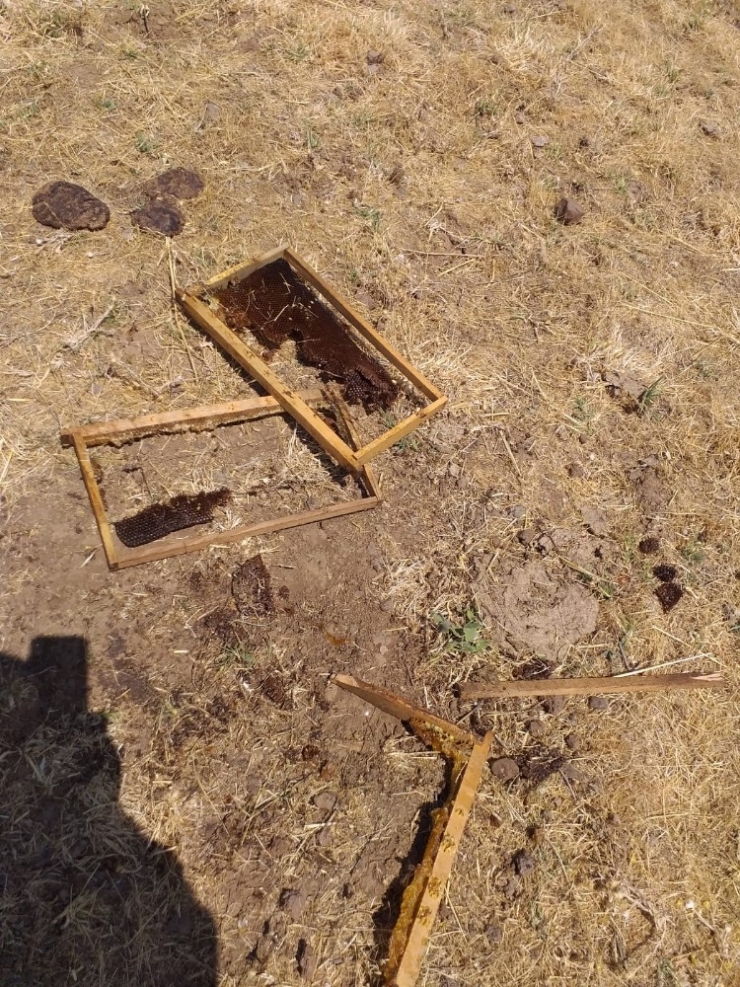 Ayılar, 8 Arı Kovanını Parçaladı