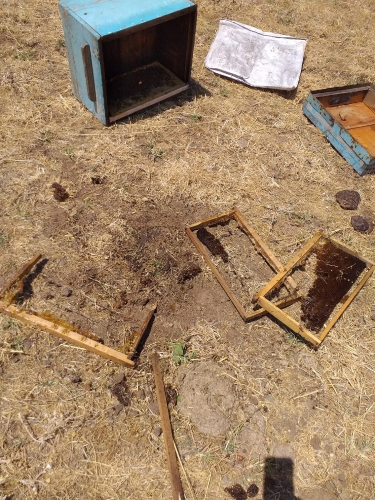 Ayılar, 8 Arı Kovanını Parçaladı