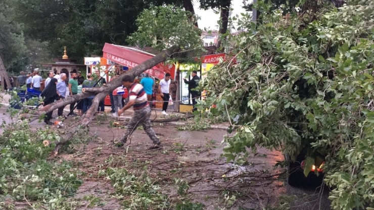 Fırtınanın Yıktığı Ağaç Büfenin Üzerine Devrildi