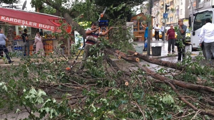 Fırtınanın Yıktığı Ağaç Büfenin Üzerine Devrildi