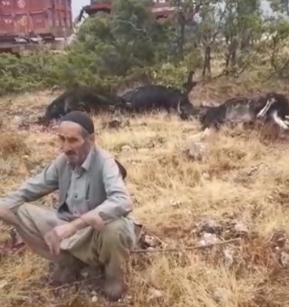 Elazığ’da Yıldırım Düştü, 12 Keçi Telef Oldu,4’ü Yaralandı