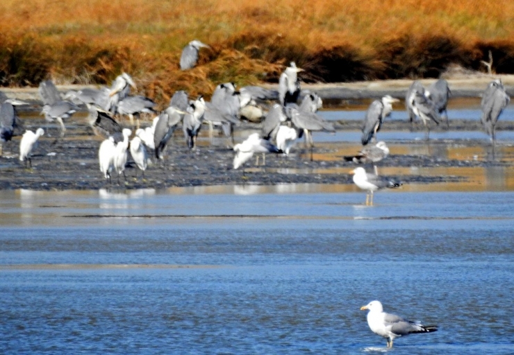 Alaçatı’ya Kuş Gözlem Parkuru Yapılacak