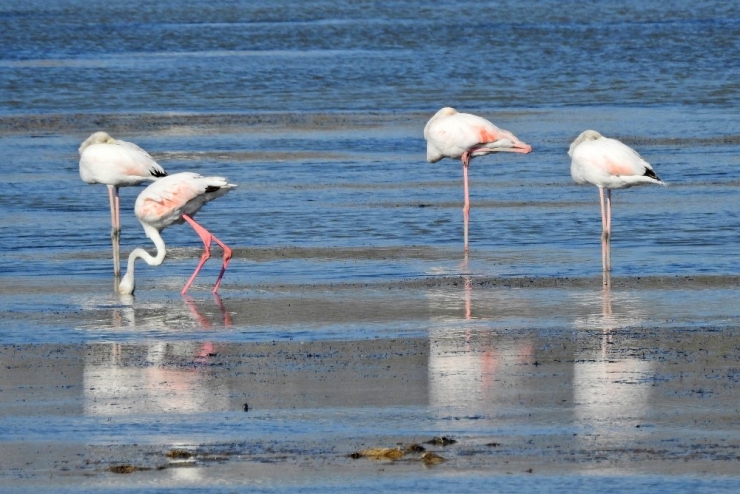 Alaçatı’ya Kuş Gözlem Parkuru Yapılacak
