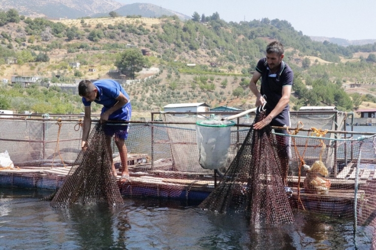 Alabalıktan Yıllık 8 Milyon Euro Gelir