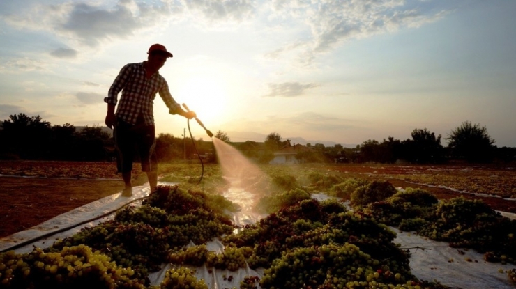 Sarıgöl Ziraat Odası Başkanı: "Bakanımızdan Tmo’yu Devreye Sokmasını, Kuru Üzüm Avans Fiyatlarını Acilen Açıklamasını İstiyoruz’’