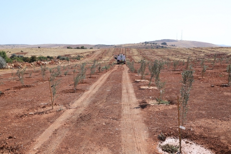 Arıl’daki 84 Bin 750 Fidan Gelecek Nesiller İçin Büyütülüyor
