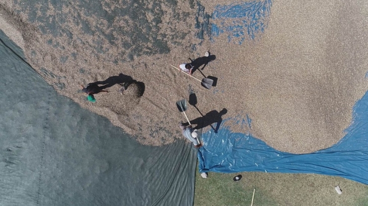 Çiftçiler ‘Çin’ Çekirdeğini Kayseri’de Üretti