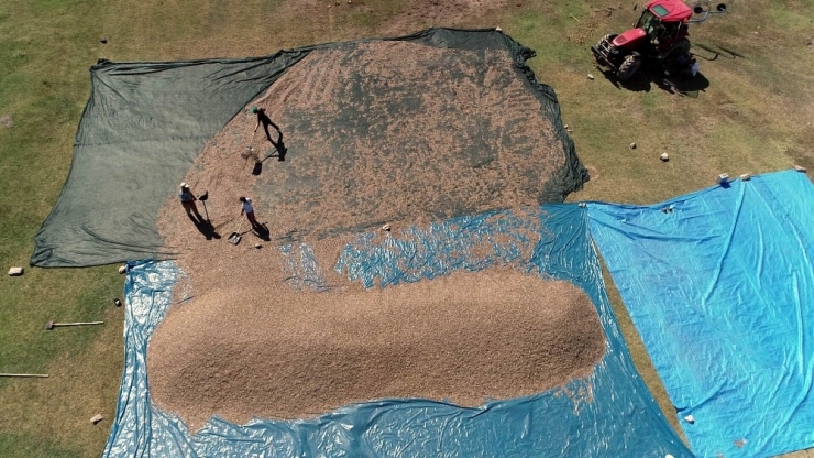 Çiftçiler ‘Çin’ Çekirdeğini Kayseri’de Üretti