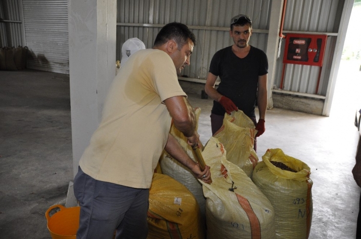 Fındık ‘Turfanda’ Dönemine Girdi, 1 Lira Geriledi