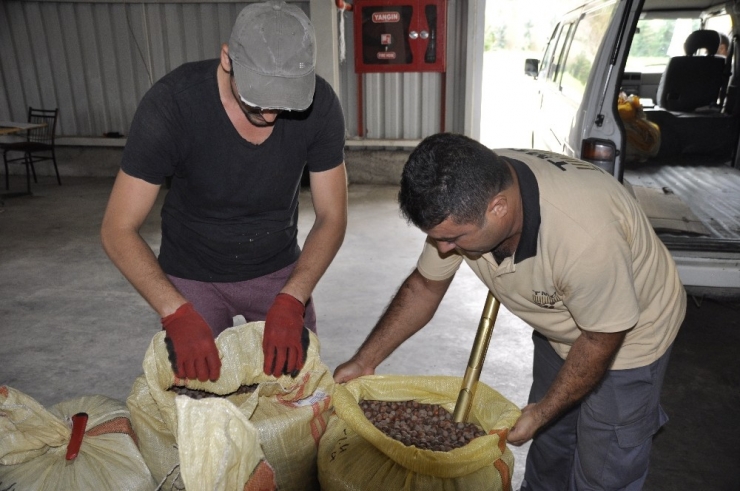 Fındık ‘Turfanda’ Dönemine Girdi, 1 Lira Geriledi