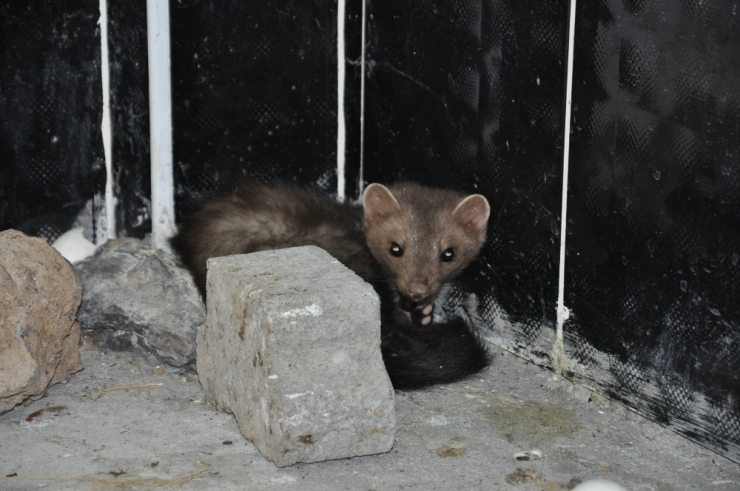 Kars’ta Tedavisi Tamamlanan Kaya Sansarı Doğaya Bırakıldı
