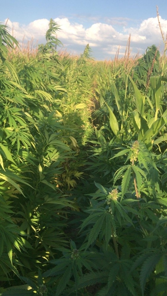 Kayseri’de 11 Bin Kök Hint Keneviri Ele Geçirildi