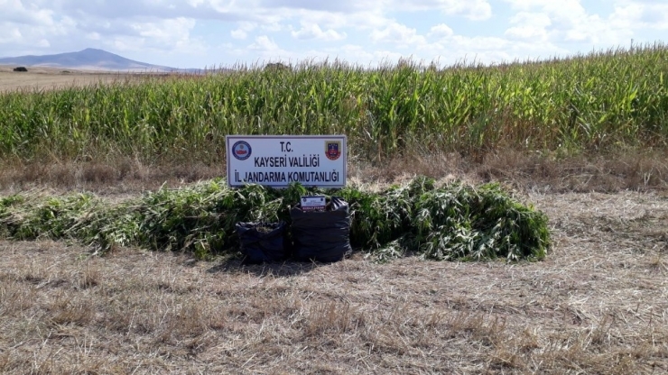Kayseri’de 11 Bin Kök Hint Keneviri Ele Geçirildi