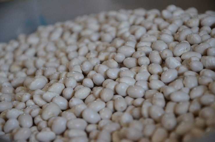 Akkuş Fasulyesinin Üretimi Artacak