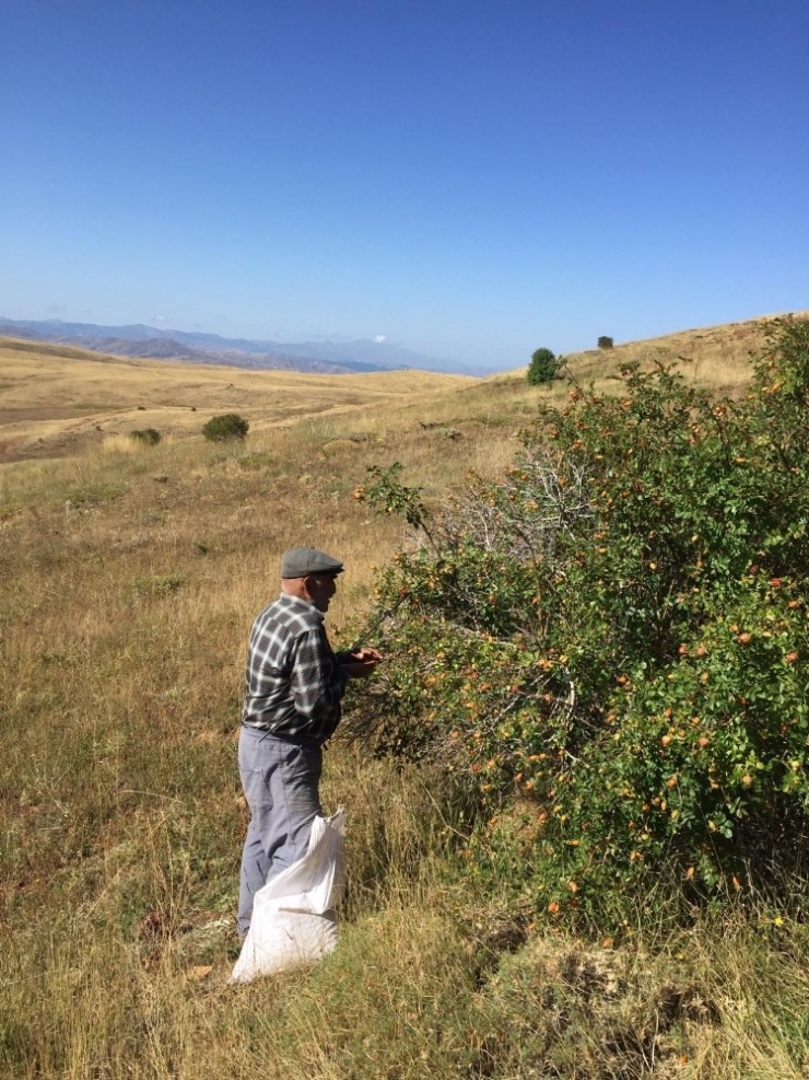 Sivas’ta Kuşburnu Hasadı