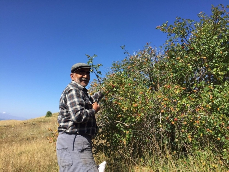 Sivas’ta Kuşburnu Hasadı