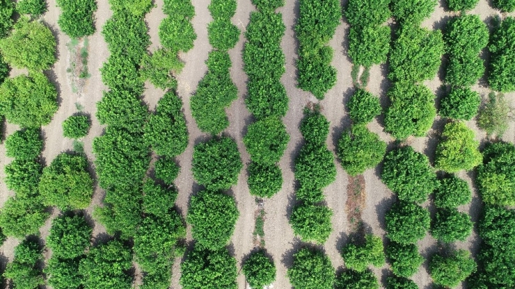 Tarsim’den Çiftçilere 5,4 Milyar Tl Ödeme