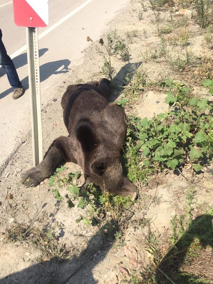 Orhaneli’nde Araç Çarpan Ayı Telef Oldu