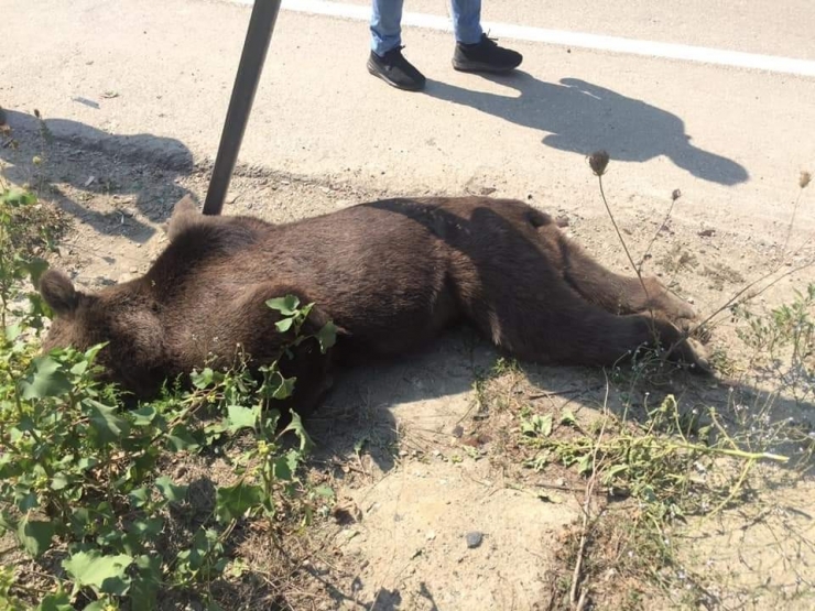 Orhaneli’nde Araç Çarpan Ayı Telef Oldu