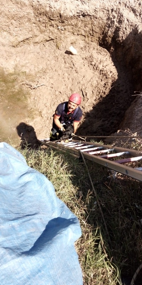 Kuyuya Düşen Köpeği İtfaiye Kurtardı