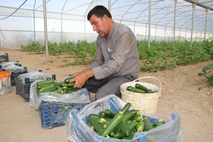 Yüzde 50 Hibe İle Kurduğu Serada Günlük 3 Ton Salatalık Hasat Ediyor