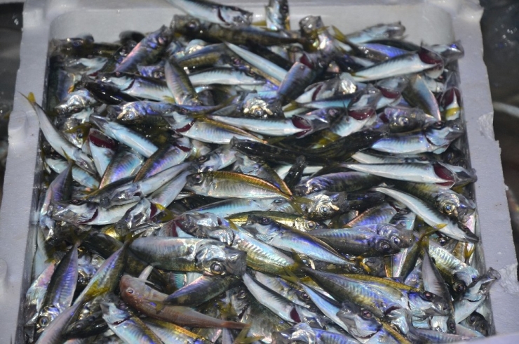 Karadenizli Balıkçılar ‘Vira Bismillah’ Dedi, Denizden İstavrit Çıktı