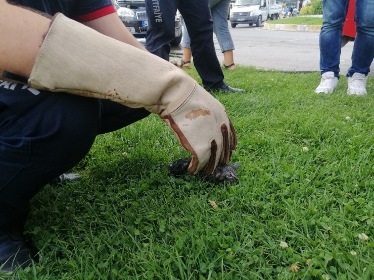 Otomobilin Motoruna Giren Yavru Kediyi İtfaiye Kurtardı